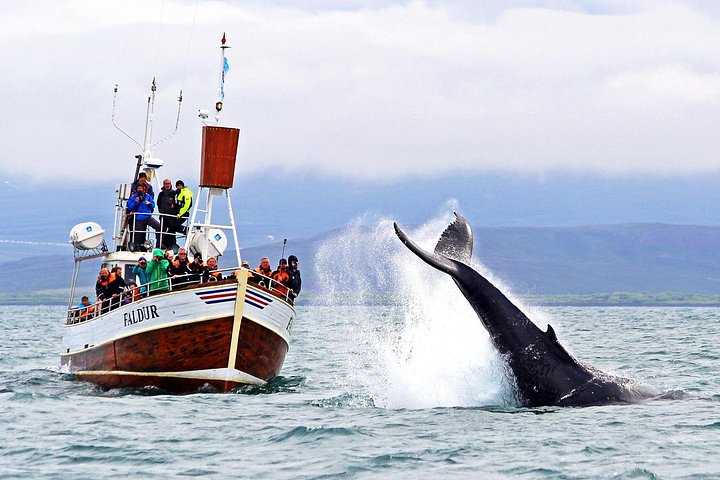 Observation traditionnelle des baleines depuis Húsavík – Port de Húsavík, Islande (photo 1)