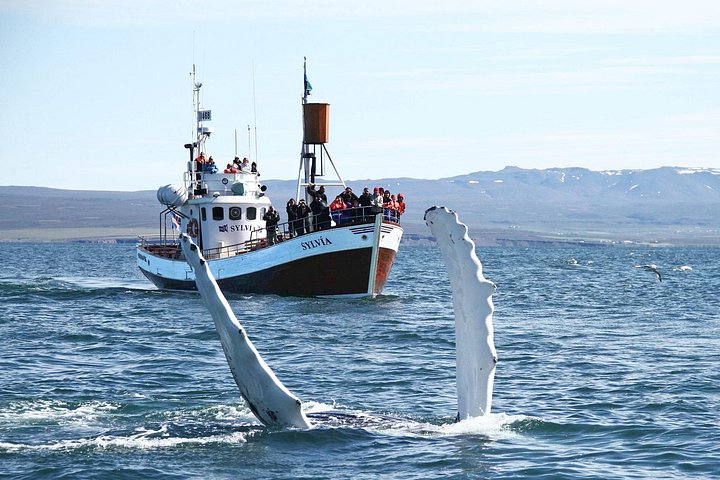 Observation traditionnelle des baleines depuis Húsavík – Port de Húsavík, Islande (photo 2)