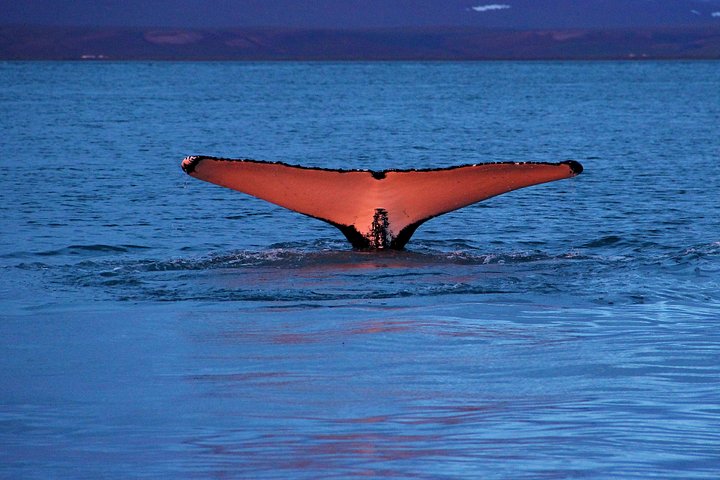 Observation traditionnelle des baleines depuis Húsavík – Port de Húsavík, Islande (photo 3)