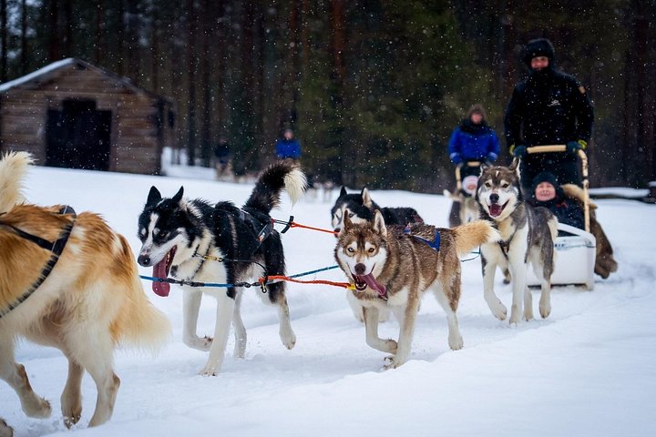 Safari husky : tu mènes ton propre attelage – Prise en charge à l'hôtel, Korkalonkatu 29, Rovaniemi, Finlande (photo 1)