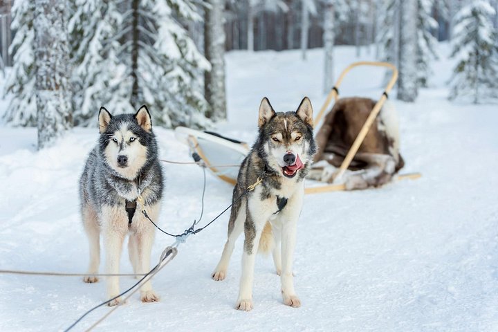 Safari husky : tu mènes ton propre attelage – Prise en charge à l'hôtel, Korkalonkatu 29, Rovaniemi, Finlande (photo 2)