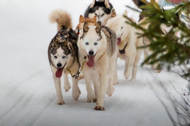 Safari husky : tu mènes ton propre attelage – Prise en charge à l'hôtel, Korkalonkatu 29, Rovaniemi, Finlande (photo 3)