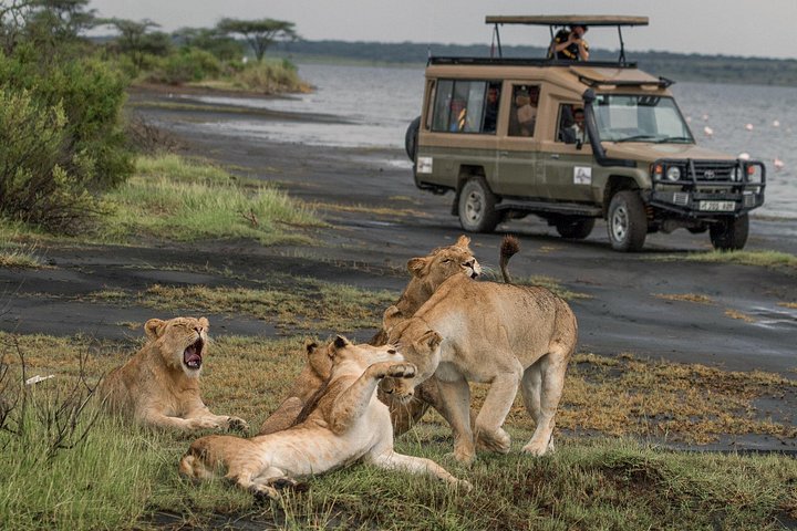 Safari privé de 6 jours : Tarangire, Ndutu, Ngorongoro et Manyara (photo 2)