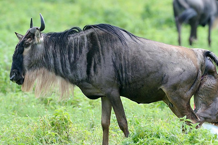 Safari privé de 6 jours : Tarangire, Ndutu, Ngorongoro et Manyara (photo 3)