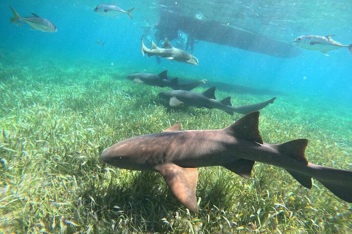 Snorkeling à Hol Chan et Shark Ray Alley – San Pedro, Ambergris Caye, Belize (photo 1)