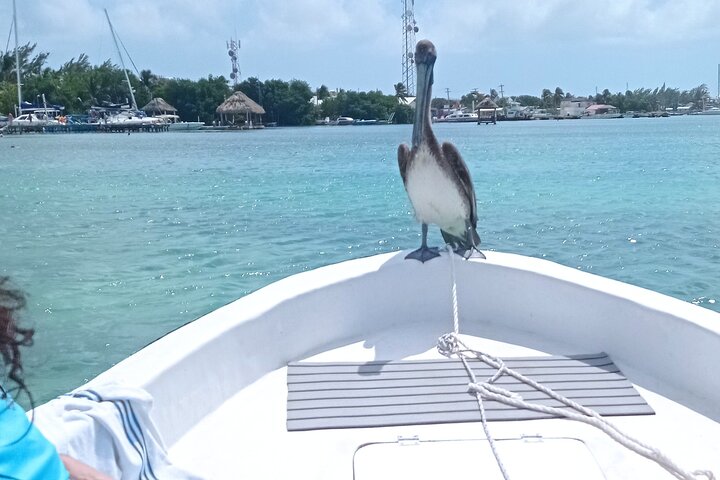 Snorkeling à Hol Chan et Shark Ray Alley – San Pedro, Ambergris Caye, Belize (photo 3)