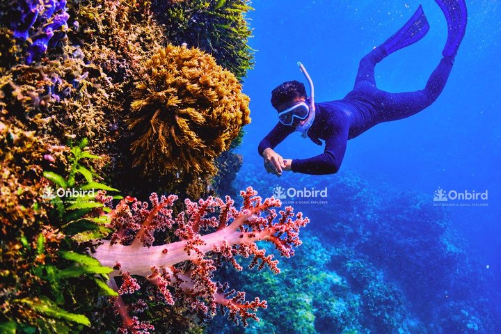 Snorkeling dans les îles du sud de Phu Quoc, bateau en petit groupe (photo 1)