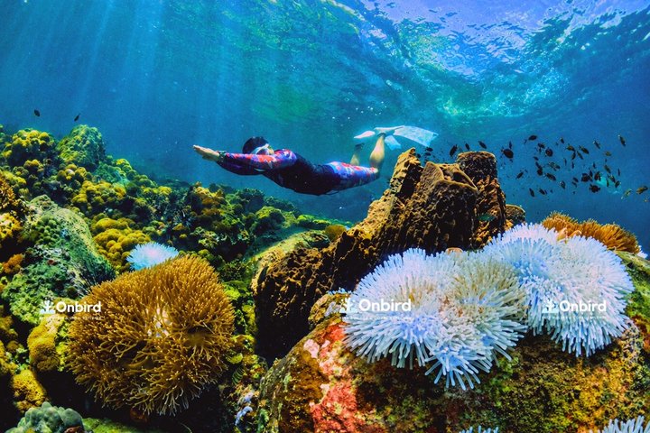 Snorkeling dans les îles du sud de Phu Quoc, bateau en petit groupe (photo 2)