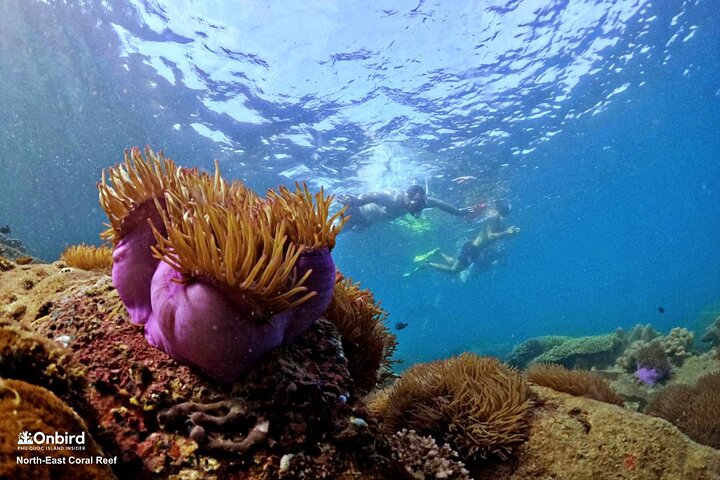 Snorkeling dans les îles du sud de Phu Quoc, bateau en petit groupe (photo 3)