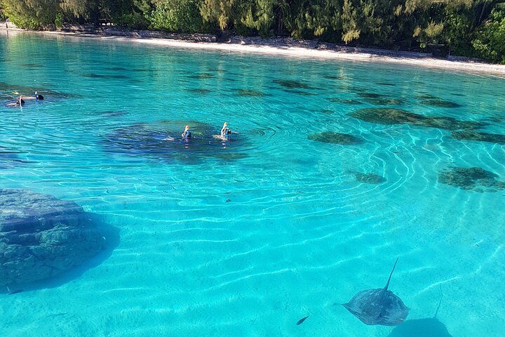 Snorkeling en petit groupe à Moorea : raies et requins à pointes noires – Point de rendez-vous indiqué sur le bon de réservation, Moorea, Polynésie française (photo 1)