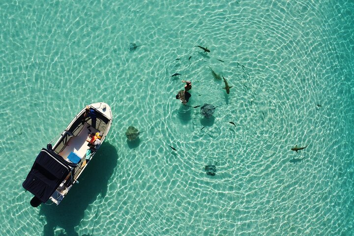 Snorkeling en petit groupe à Moorea : raies et requins à pointes noires – Point de rendez-vous indiqué sur le bon de réservation, Moorea, Polynésie française (photo 2)
