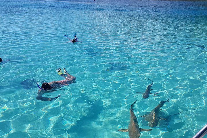 Snorkeling en petit groupe à Moorea : raies et requins à pointes noires – Point de rendez-vous indiqué sur le bon de réservation, Moorea, Polynésie française (photo 3)