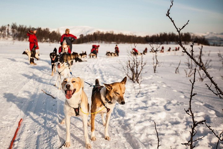 Traîneau de huskies conduit par toi, demi-journée avec combinaison thermique – Devant le Scandic Ishavshotel (prise en charge à 10 h 50), Tromsø, Norvège (photo 2)