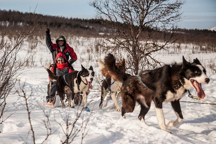 Traîneau de huskies conduit par toi, demi-journée avec combinaison thermique – Devant le Scandic Ishavshotel (prise en charge à 10 h 50), Tromsø, Norvège (photo 3)