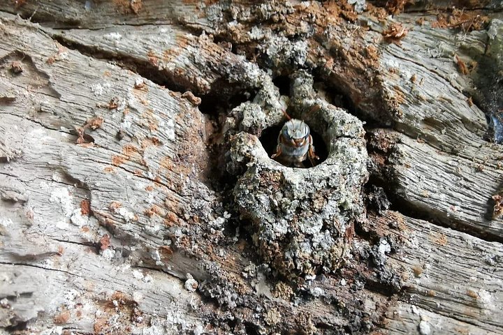 Visite des abeilles mayas – Calle 57, Valladolid, Yucatán, Mexique (photo 1)