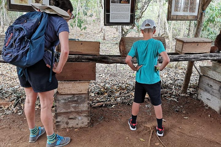 Visite des abeilles mayas – Calle 57, Valladolid, Yucatán, Mexique (photo 2)