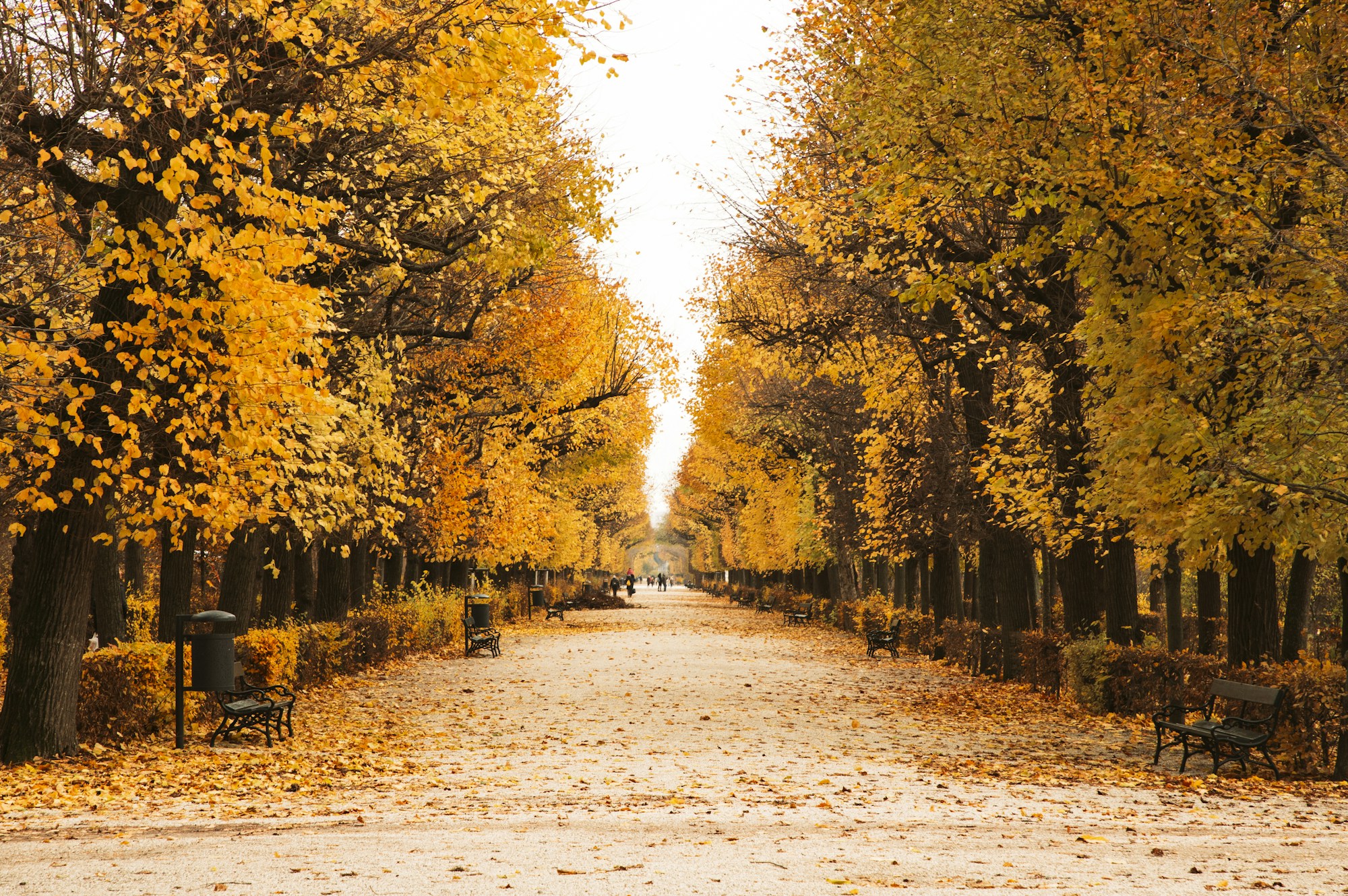 Allée bordée de feuillage d'automne dans un parc de Vienne