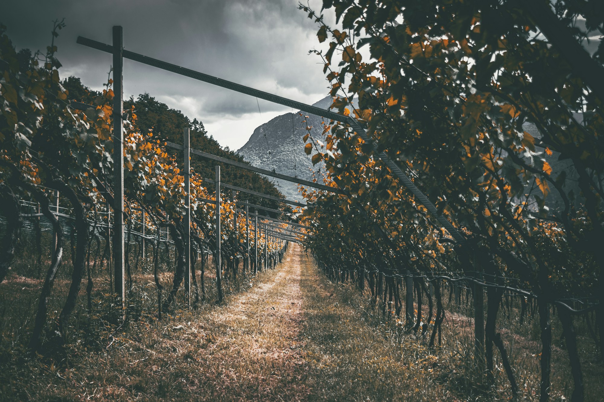 Herbstliche Rebzeilen am Fuß der Südtiroler Berge