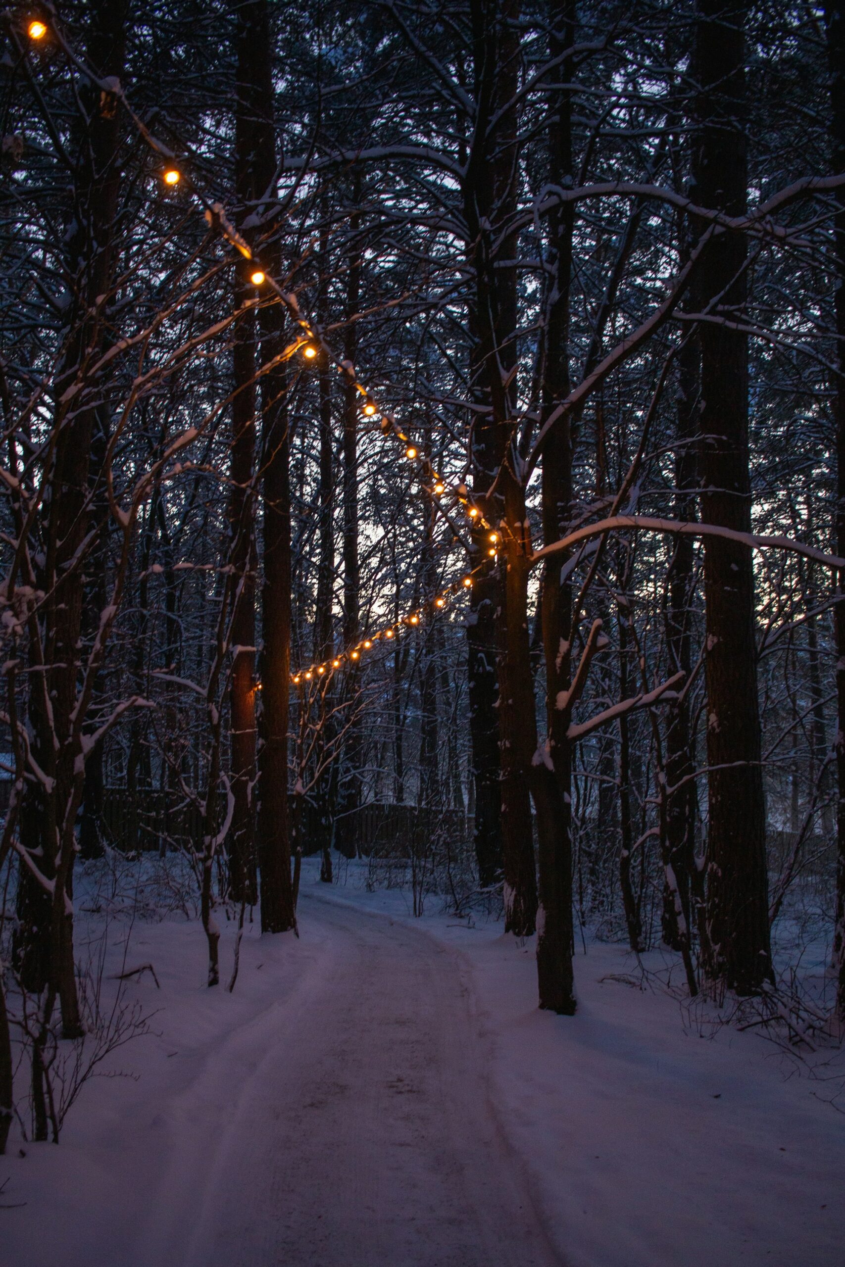 Verschneiter Waldweg mit Lichterketten (Illustrationsfoto)