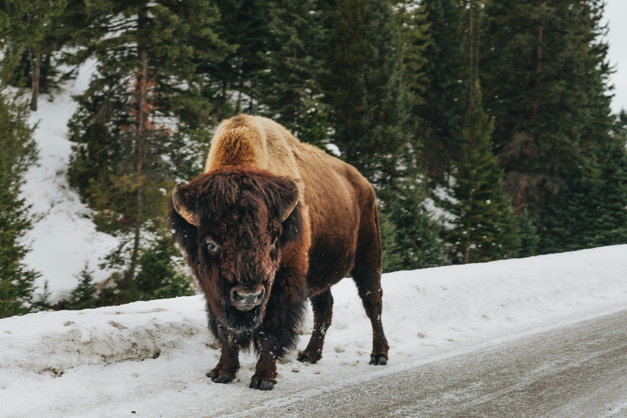 Brauner Bison in verschneiter Landschaft