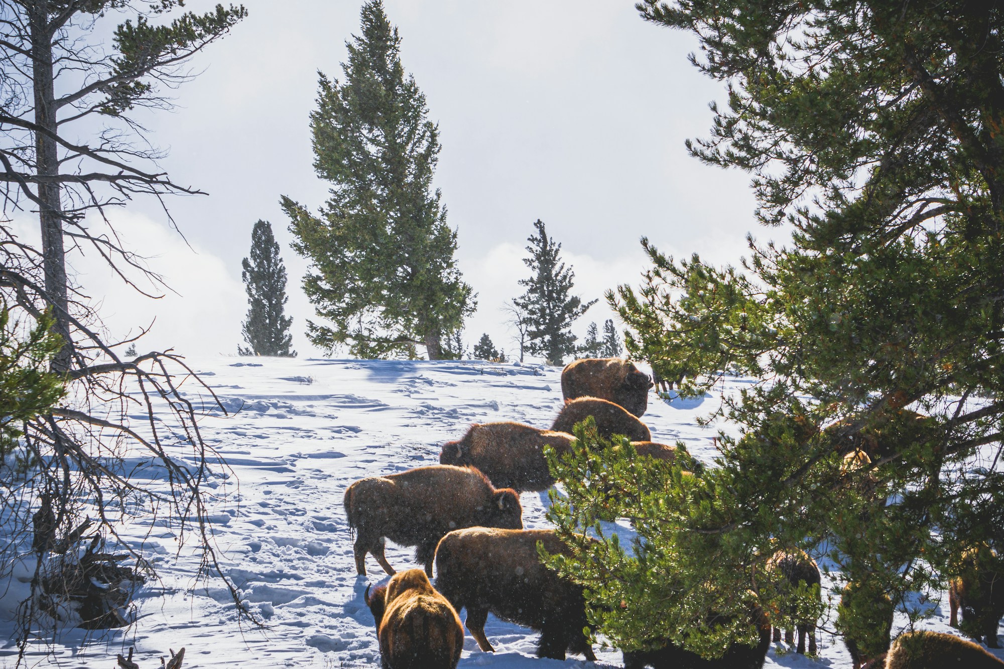 Bisonherde auf einem verschneiten Feld im Yellowstone
