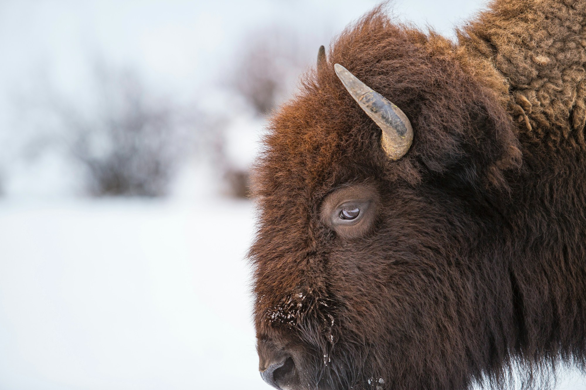 Winterliche Landschaft im Yellowstone mit Bisons