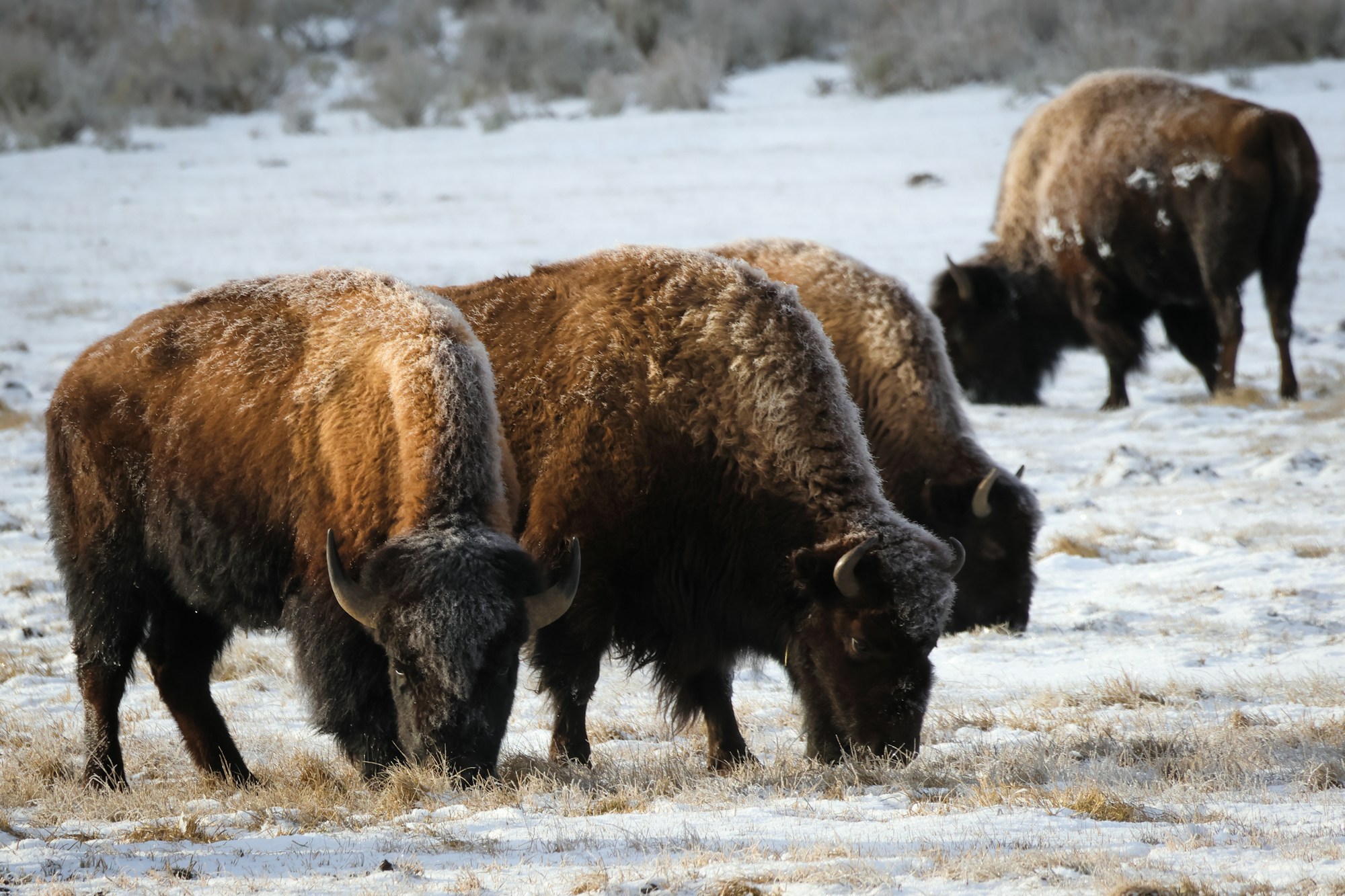 Bison, der auf einem verschneiten Feld im Yellowstone grast