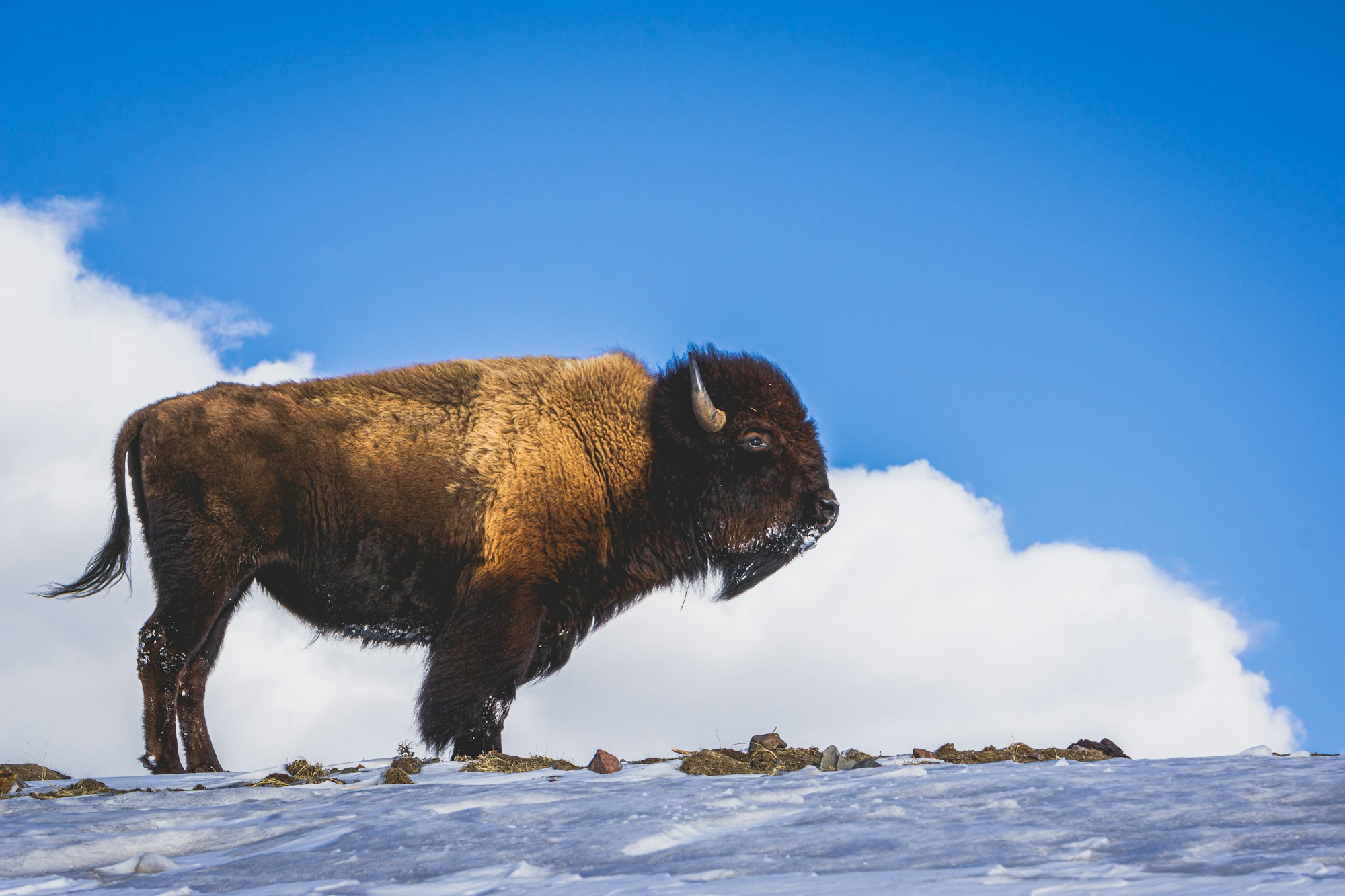 Bison auf einem verschneiten Hügel im Yellowstone