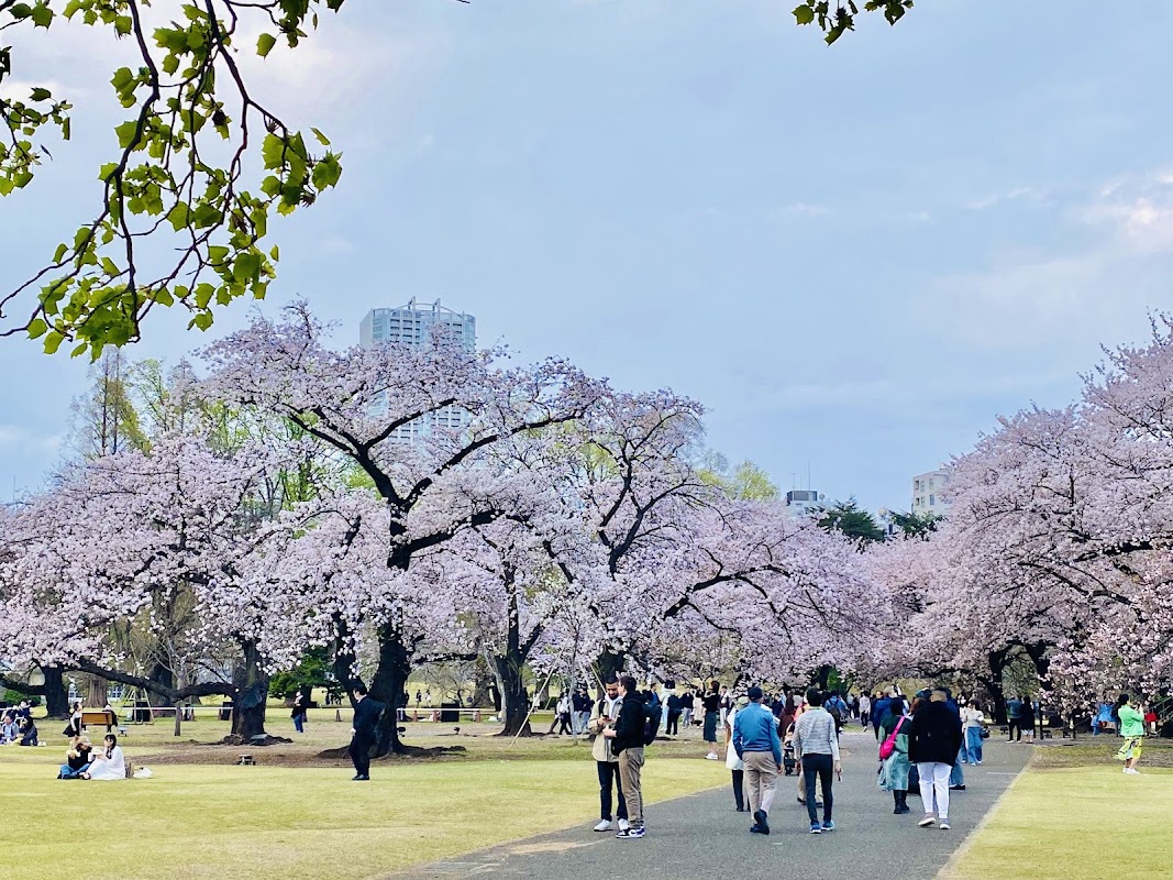 Jardin national Shinjuku Gyoen – 11 Naitōmachi, Shinjuku City, Tokyo 160-0014, Japan (photo 2)