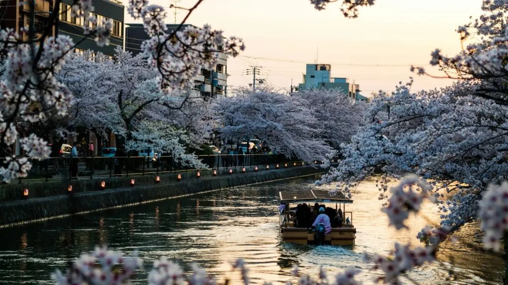 Cerisiers en fleurs à Kyoto au printemps pendant le hanami