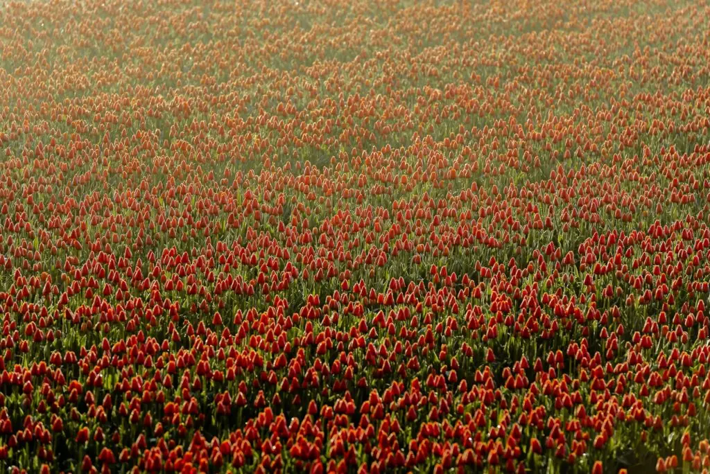 Champs de tulipes multicolores dans les jardins de Keukenhof