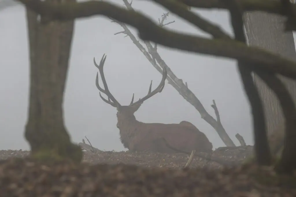 Cerf élaphe au repos dans une clairière embrumée en automne, ambiance du brame