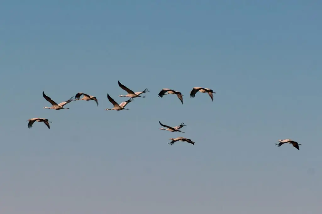 Vol de grues cendrées en migration au-dessus de la Poméranie