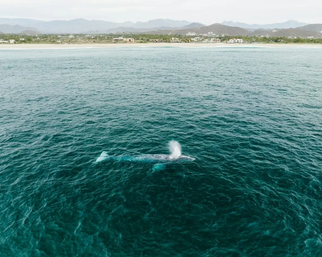 Une baleine qui souffle en surface près de la côte de Basse-Californie Sud, vue d'un drone