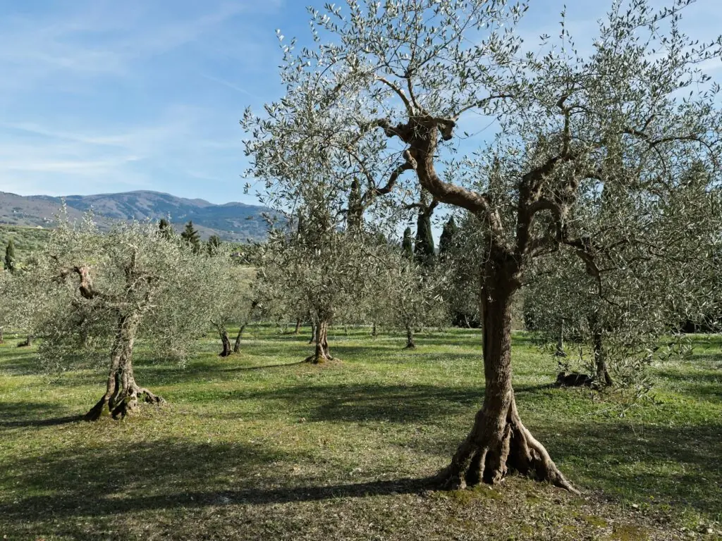 Vieux oliviers dans un champ ensoleillé de Toscane